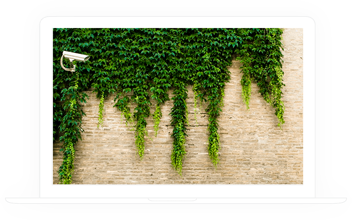 The camera on the wall with plants